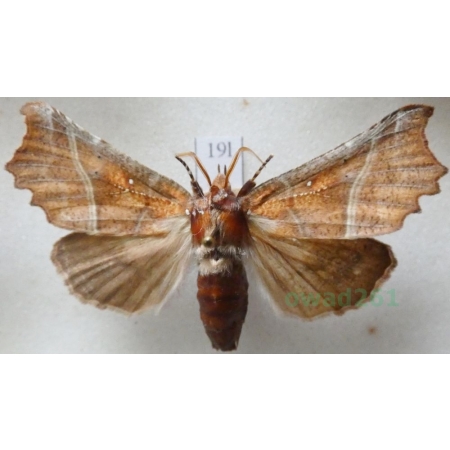 Scoliopteryx libatrix (Linnaeus, 1758) Szczerbówka ksieni Czech19l